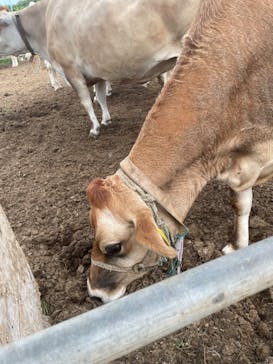 成田ゆめ牧場に投稿された画像（2024/7/10）