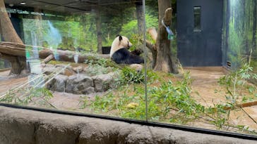 恩賜上野動物園に投稿された画像（2024/7/11）