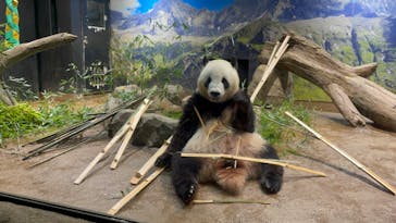 恩賜上野動物園に投稿された画像（2024/7/11）