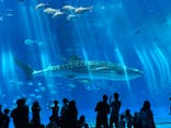 沖縄美ら海水族館に投稿された画像（2024/7/11）