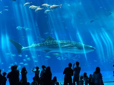 沖縄美ら海水族館に投稿された画像（2024/7/11）