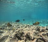 沖縄マリンサービス碧に投稿された画像（2024/7/11）