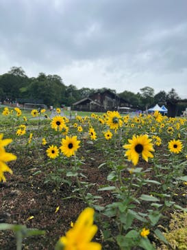 たんばらラベンダーパークに投稿された画像（2024/7/11）