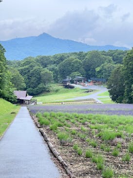 たんばらラベンダーパークに投稿された画像（2024/7/11）