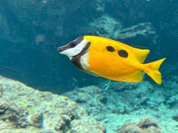 沖縄美ら海水族館に投稿された画像（2024/7/11）