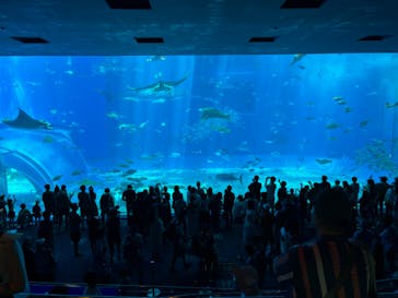 沖縄美ら海水族館に投稿された画像（2024/7/11）