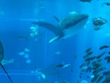 沖縄美ら海水族館に投稿された画像（2024/7/11）