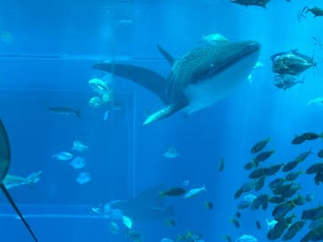 沖縄美ら海水族館に投稿された画像（2024/7/11）