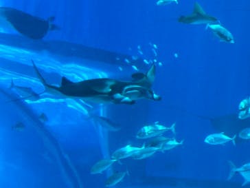 沖縄美ら海水族館に投稿された画像（2024/7/11）