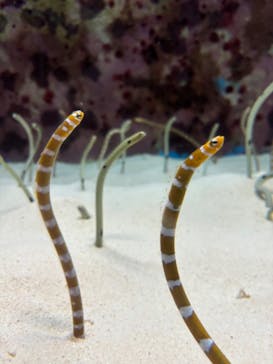 沖縄美ら海水族館に投稿された画像（2024/7/11）