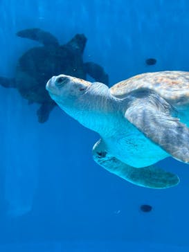沖縄美ら海水族館に投稿された画像（2024/7/11）