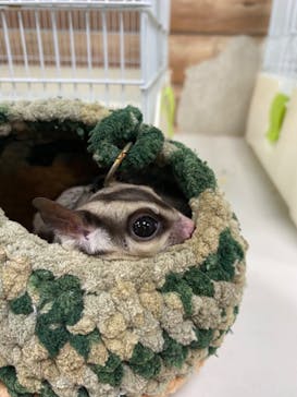 いきもの探検隊上尾に投稿された画像（2024/7/11）