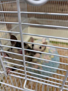 いきもの探検隊上尾に投稿された画像（2024/7/11）