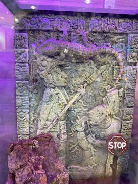 いきもの探検隊上尾に投稿された画像（2024/7/11）