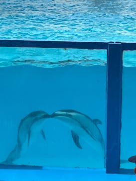 伊豆・三津シーパラダイスに投稿された画像（2024/7/11）