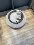 猫カフェモカ　イオンレイクタウン店に投稿された画像（2024/7/11）