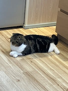 猫カフェモカ　イオンレイクタウン店に投稿された画像（2024/7/11）