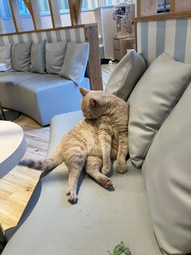 猫カフェモカ　イオンレイクタウン店に投稿された画像（2024/7/11）