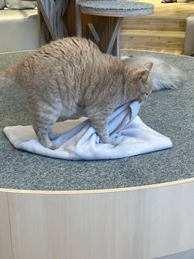 猫カフェモカ　イオンレイクタウン店に投稿された画像（2024/7/11）