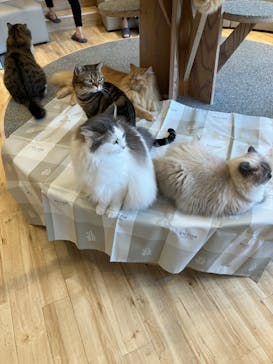 猫カフェモカ　イオンレイクタウン店に投稿された画像（2024/7/11）