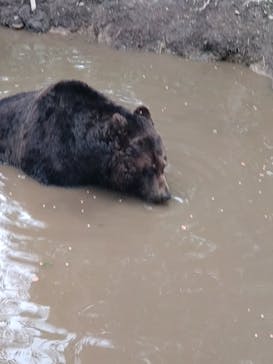 サホロリゾート　ベア･マウンテンに投稿された画像（2024/7/11）