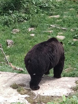 サホロリゾート　ベア･マウンテンに投稿された画像（2024/7/11）