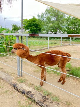神戸どうぶつ王国に投稿された画像（2024/7/11）