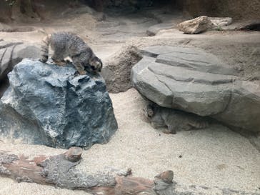 神戸どうぶつ王国に投稿された画像（2024/7/11）