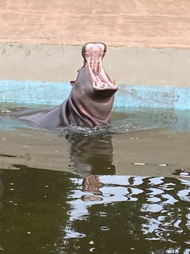 東武動物公園に投稿された画像（2024/7/11）
