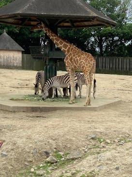 東武動物公園に投稿された画像（2024/7/11）