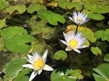 美らヤシパークオキナワ・東南植物楽園に投稿された画像（2024/7/11）