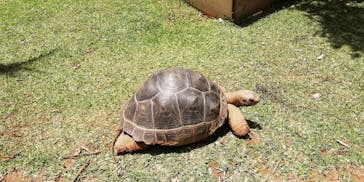 美らヤシパークオキナワ・東南植物楽園に投稿された画像（2024/7/11）