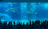 沖縄美ら海水族館に投稿された画像（2024/7/12）