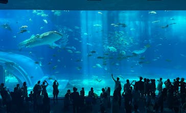 沖縄美ら海水族館に投稿された画像（2024/7/11）