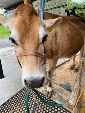 まかいの牧場に投稿された画像（2024/7/11）