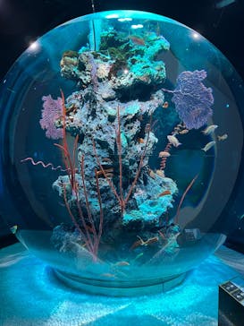 AQUARIUM × ART　atoa×felissimo chocolate museum（フェリシモ チョコレート ミュージアム）に投稿された画像（2024/7/11）