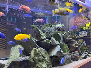 AQUARIUM × ART　atoa×felissimo chocolate museum（フェリシモ チョコレート ミュージアム）に投稿された画像（2024/7/11）