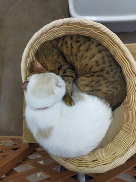 那須どうぶつ王国に投稿された画像（2024/7/12）