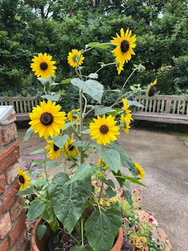 横浜イングリッシュガーデンに投稿された画像（2024/7/12）