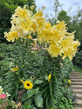 横浜イングリッシュガーデンに投稿された画像（2024/7/12）