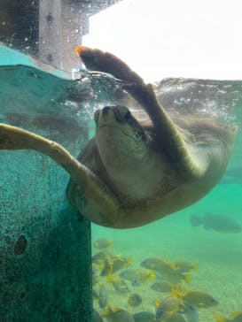 横浜・八景島シーパラダイスに投稿された画像（2024/7/12）