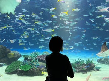 サンシャイン水族館に投稿された画像（2024/7/12）