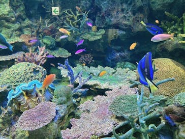 サンシャイン水族館に投稿された画像（2024/7/12）