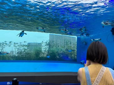 サンシャイン水族館に投稿された画像（2024/7/12）