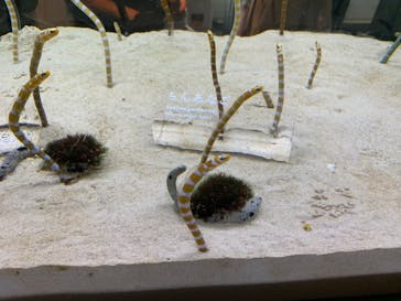 京都水族館に投稿された画像（2024/7/12）