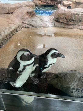 京都水族館に投稿された画像（2024/7/12）