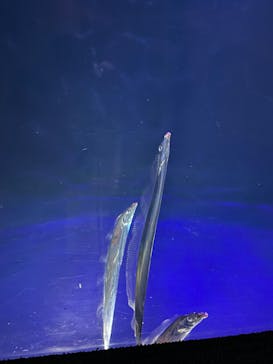 大分マリーンパレス水族館 「うみたまご」に投稿された画像（2024/7/12）