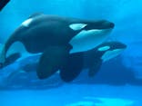 名古屋港水族館に投稿された画像（2024/7/12）