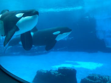 名古屋港水族館に投稿された画像（2024/7/12）