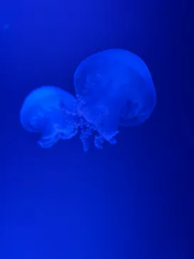 すみだ水族館に投稿された画像（2024/7/12）